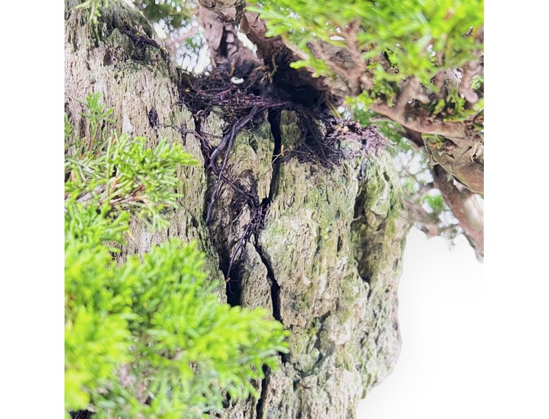 Juniperus Chinensis Itogawa - Wacholder - 56 cm