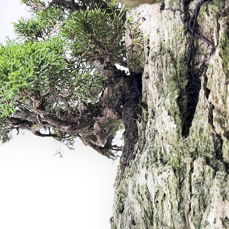 Juniperus Chinensis Itogawa - Enebro - 56 cm