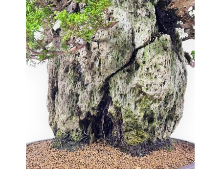 Juniperus Chinensis Itogawa - Wacholder - 56 cm