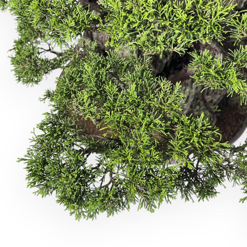 Juniperus Chinensis Itogawa - Genévrier - 56 cm