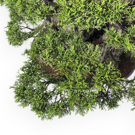 Juniperus Chinensis Itogawa - Ginepro - 56 cm