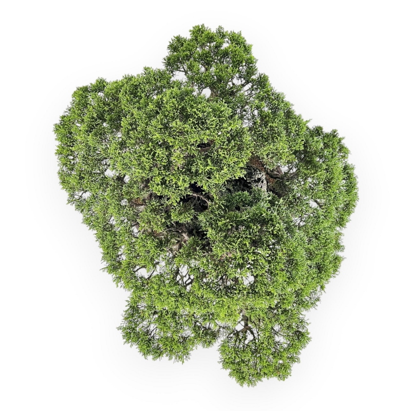 Juniperus Chinensis Itogawa - Enebro - 56 cm