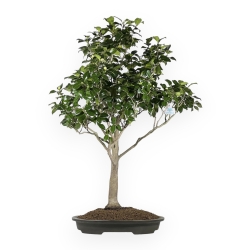 Camellia Tsubaki - Camellia - 110 cm