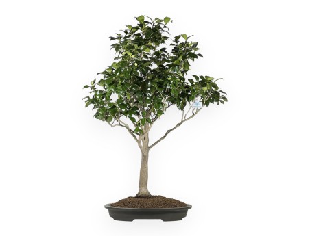 Camellia Tsubaki - Camelia - 110 cm