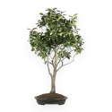 Camellia Tsubaki - 110 cm