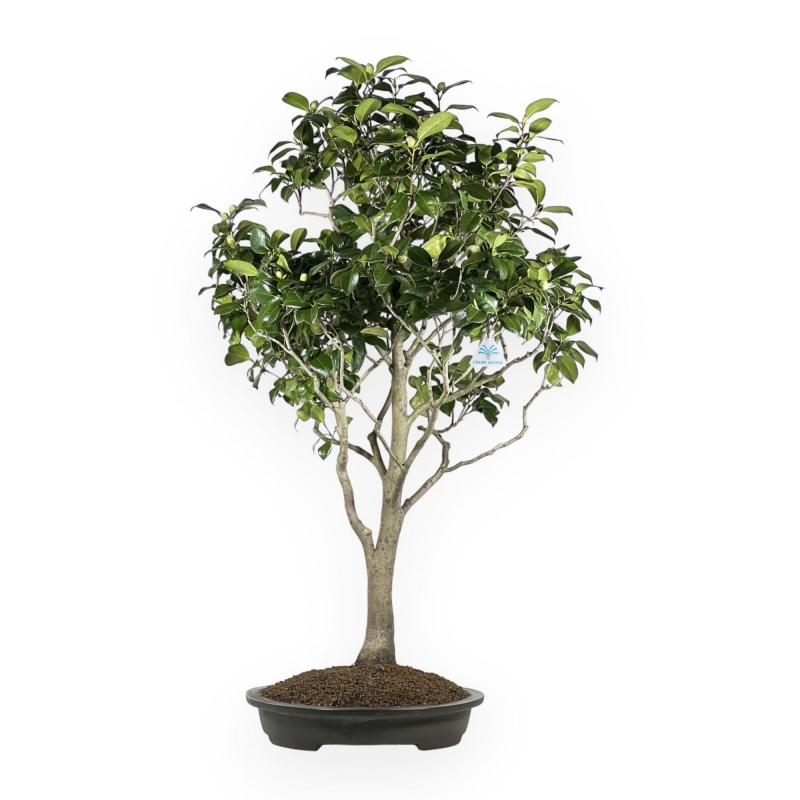 Camellia Tsubaki - 110 cm