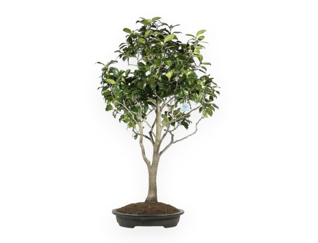 Camellia Tsubaki - Camellia - 110 cm