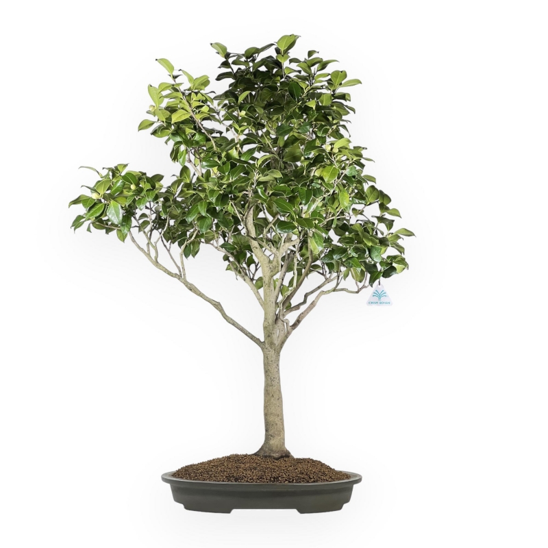 Camellia Tsubaki - 110 cm