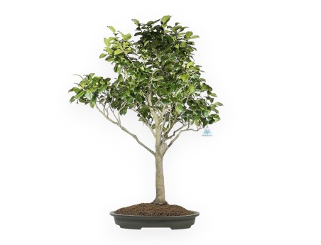 Camellia Tsubaki - Camellia - 110 cm