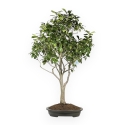 Camellia Tsubaki - 110 cm