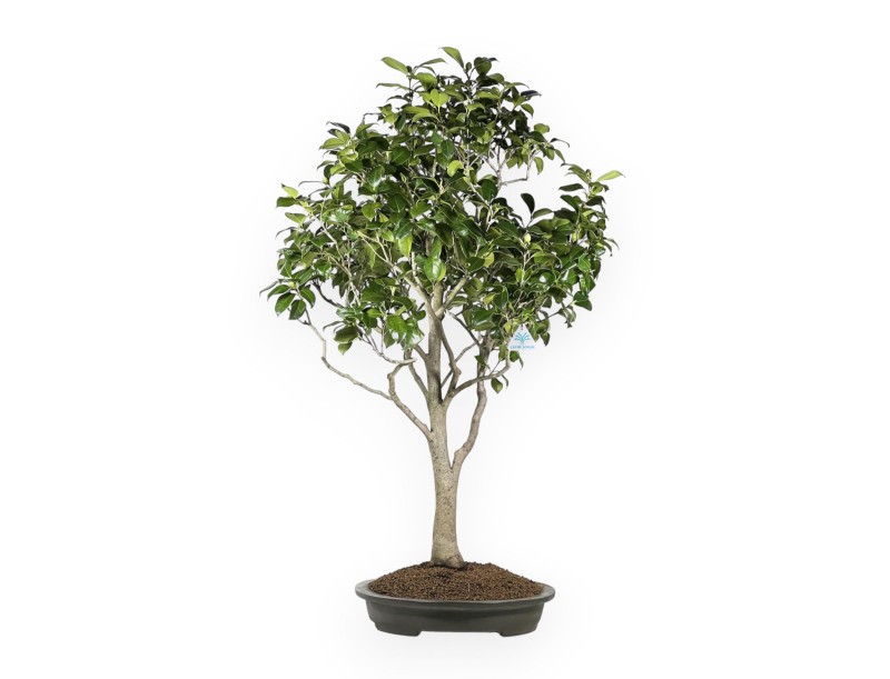 Camellia Tsubaki - Camellia - 110 cm