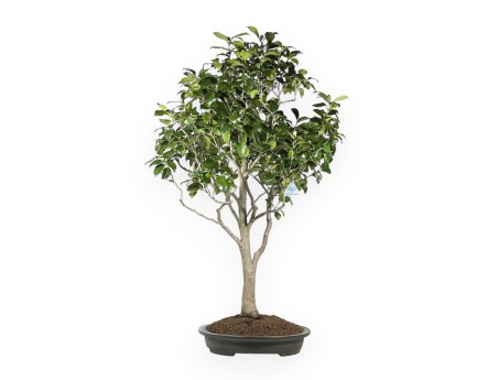 Camellia Tsubaki - Camellia - 110 cm