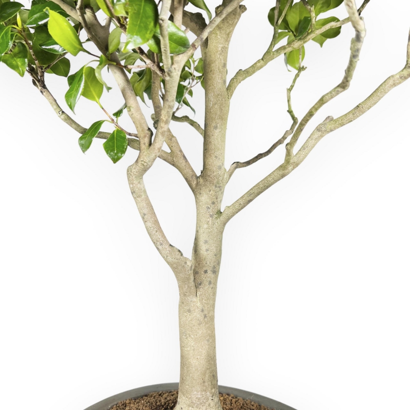 Camellia Tsubaki - 110 cm