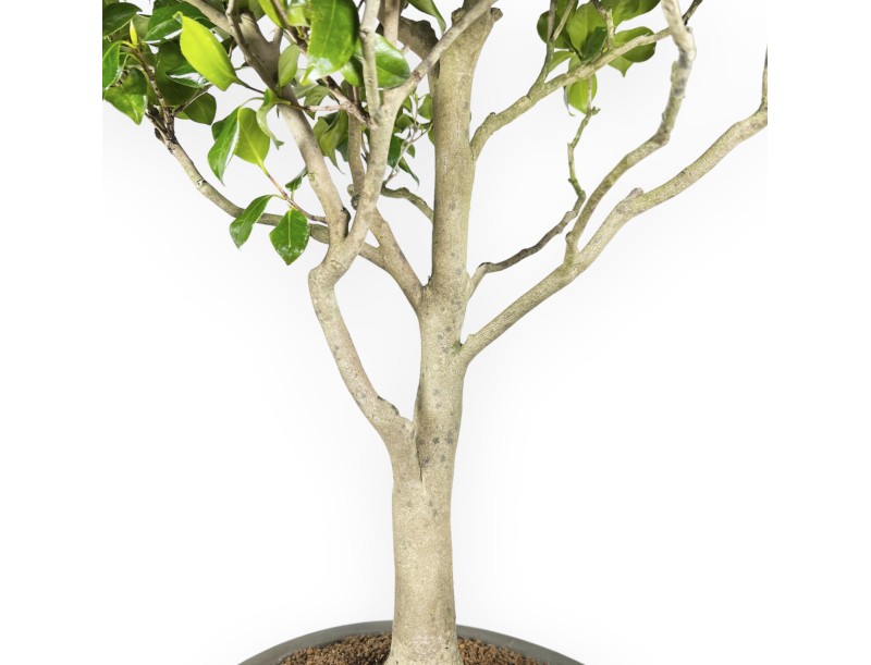 Camellia Tsubaki - Camellia - 110 cm