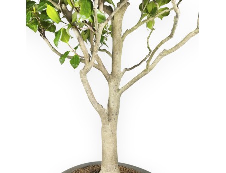 Camellia Tsubaki - Camellia - 110 cm