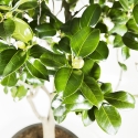 Camellia Tsubaki - 110 cm