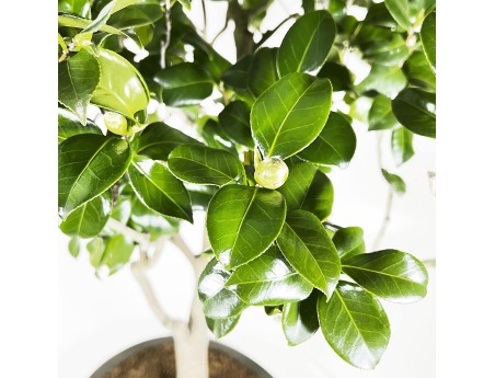 Camellia Tsubaki - 110 cm