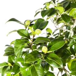 Camellia Tsubaki - Camellia - 110 cm