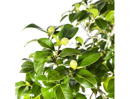 Camellia Tsubaki - 110 cm