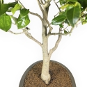 Camellia Tsubaki - 110 cm