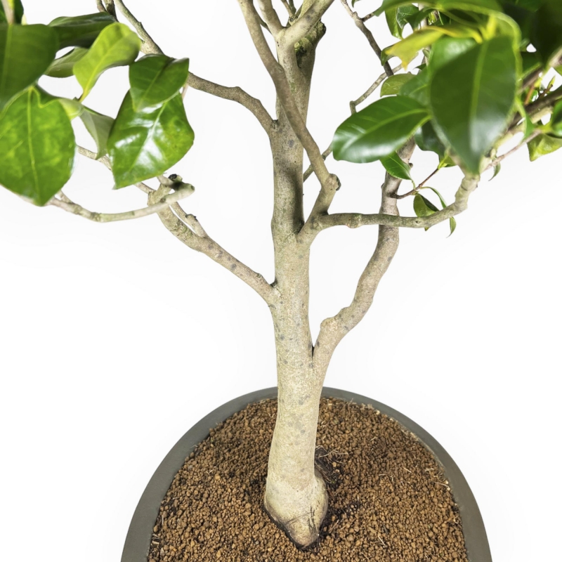 Camellia Tsubaki - 110 cm