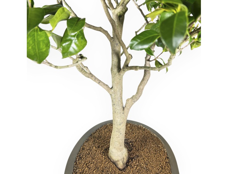 Camellia Tsubaki - Camellia - 110 cm