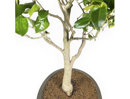 Camellia Tsubaki - 110 cm