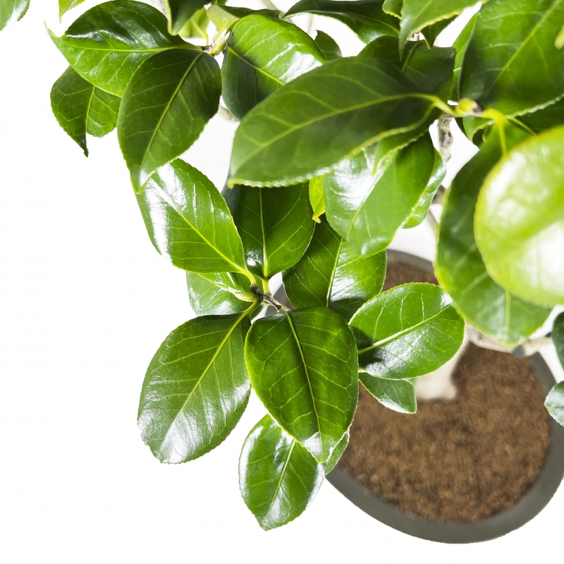 Camellia Tsubaki - 110 cm