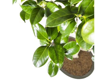 Camellia Tsubaki - 110 cm