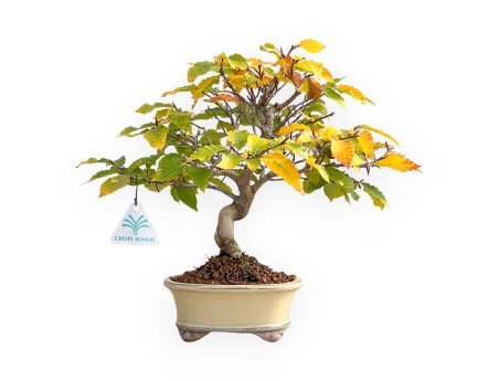 Fagus Crenata - Hêtre du Japon - 35 cm