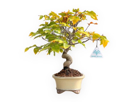 Fagus Crenata - Faggio - 35 cm
