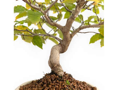 Fagus Crenata - Hêtre du Japon - 35 cm