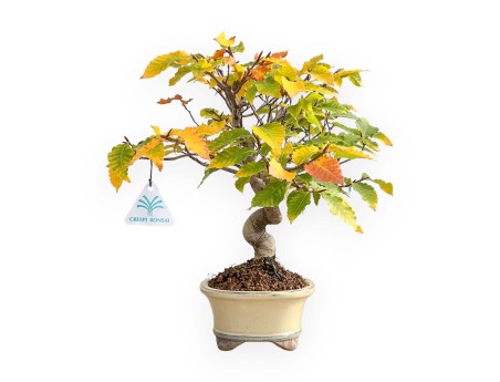 Fagus Crenata - 35 cm