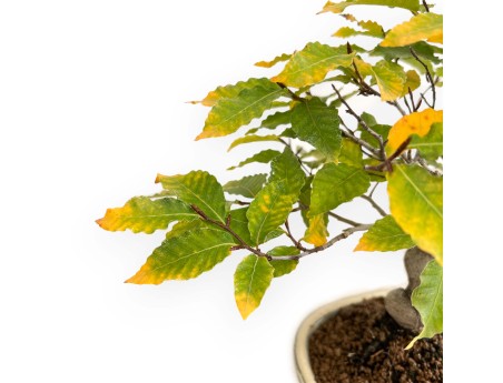 Fagus Crenata - Faggio - 35 cm