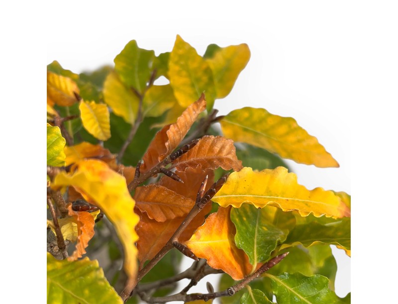 Fagus Crenata - Hêtre du Japon - 35 cm