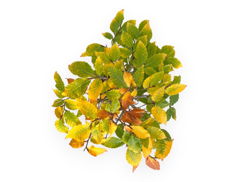 Fagus Crenata - Faggio - 35 cm