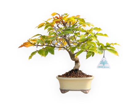 Fagus Crenata - 35 cm