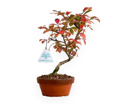 Lagerstroemia - Kreppmyrte - 26 cm