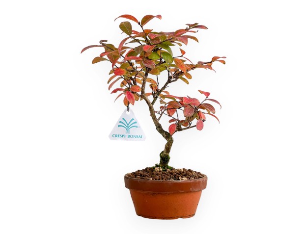 Lagerstroemia - Rouwband mirte - 26 cm 2