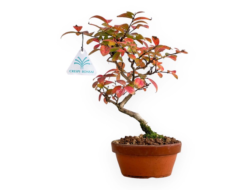 Lagerstroemia - Rouwband mirte - 26 cm