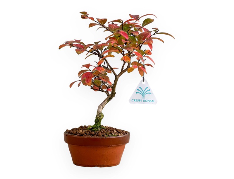 Lagerstroemia - Myrte de crêpe - 26 cm