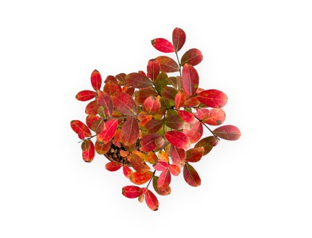 Lagerstroemia - Kreppmyrte - 26 cm