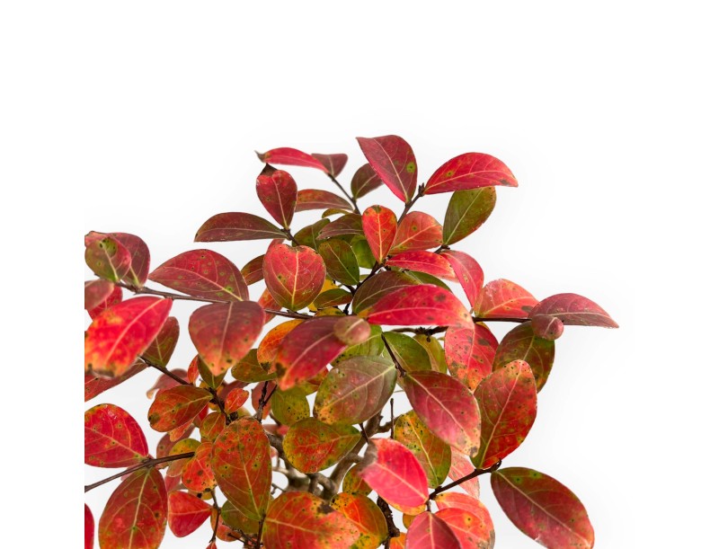 Lagerstroemia - Crespón de mirto - 26 cm