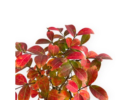 Lagerstroemia - Myrte de crêpe - 26 cm