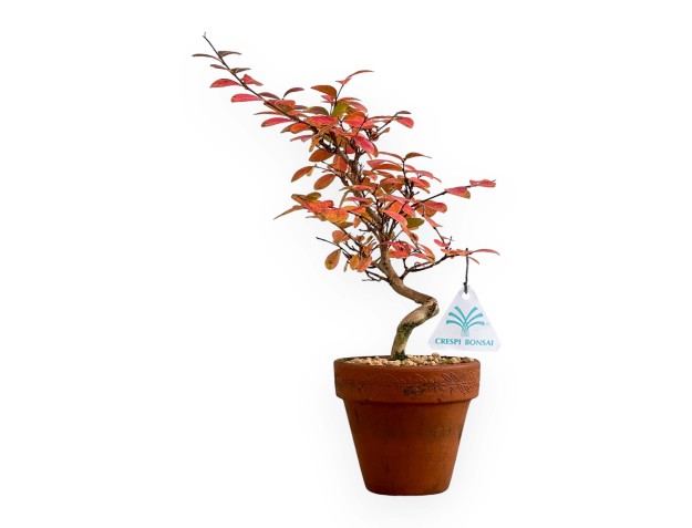 Lagerstroemia - Kreppmyrte - 35 cm
