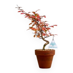 Lagerstroemia - Myrte de crêpe - 35 cm