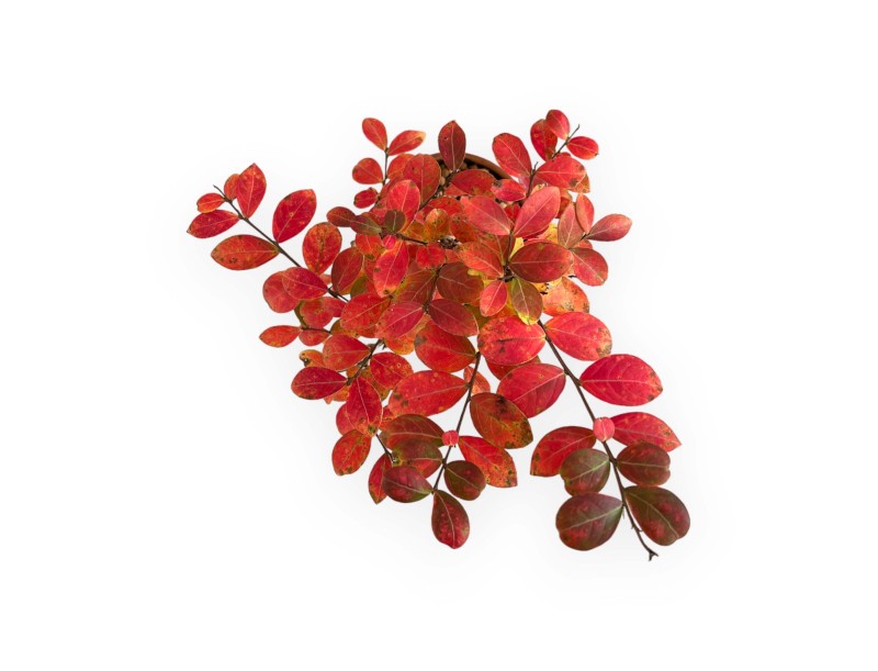 Lagerstroemia - Crape Myrtle - 35 cm