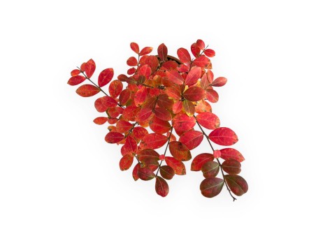 Lagerstroemia - Myrte de crêpe - 35 cm