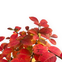 Lagerstroemia - Myrte de crêpe - 35 cm