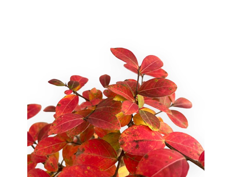 Lagerstroemia - Crape Myrtle - 35 cm